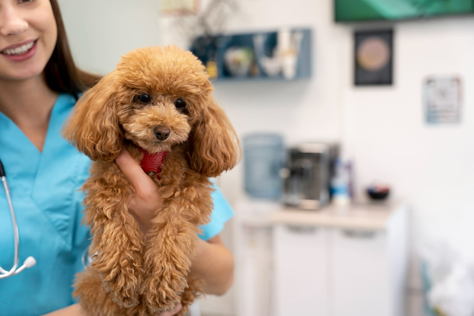 Beneficios Veterinaria Fernando Losada