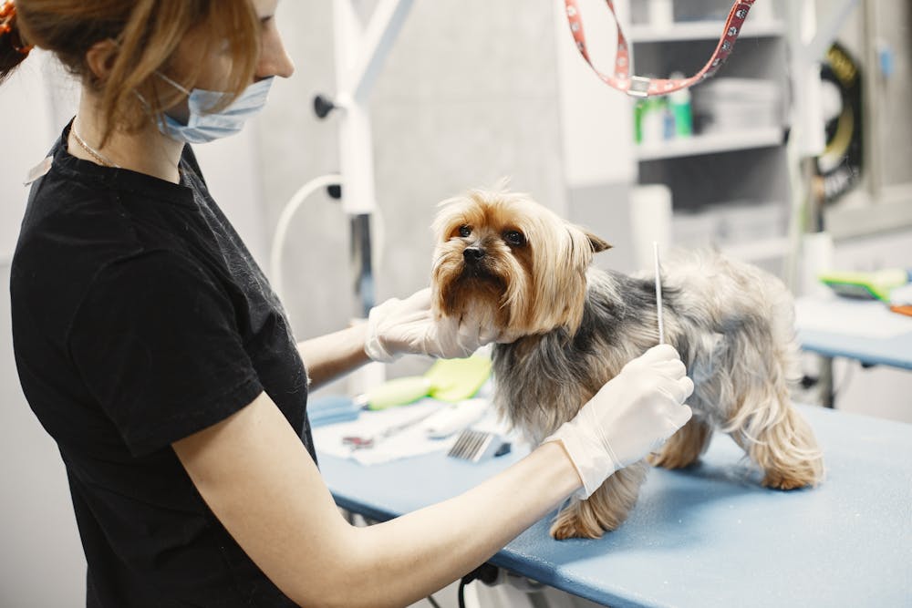 Galería Veterinaria Fernando Losada