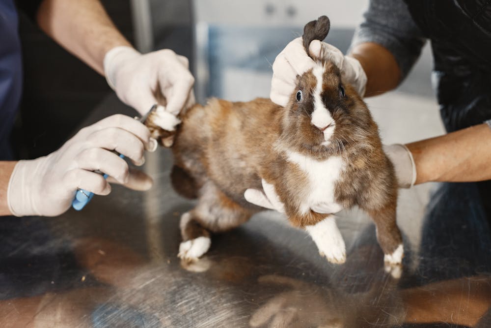 Galería Veterinaria Fernando Losada