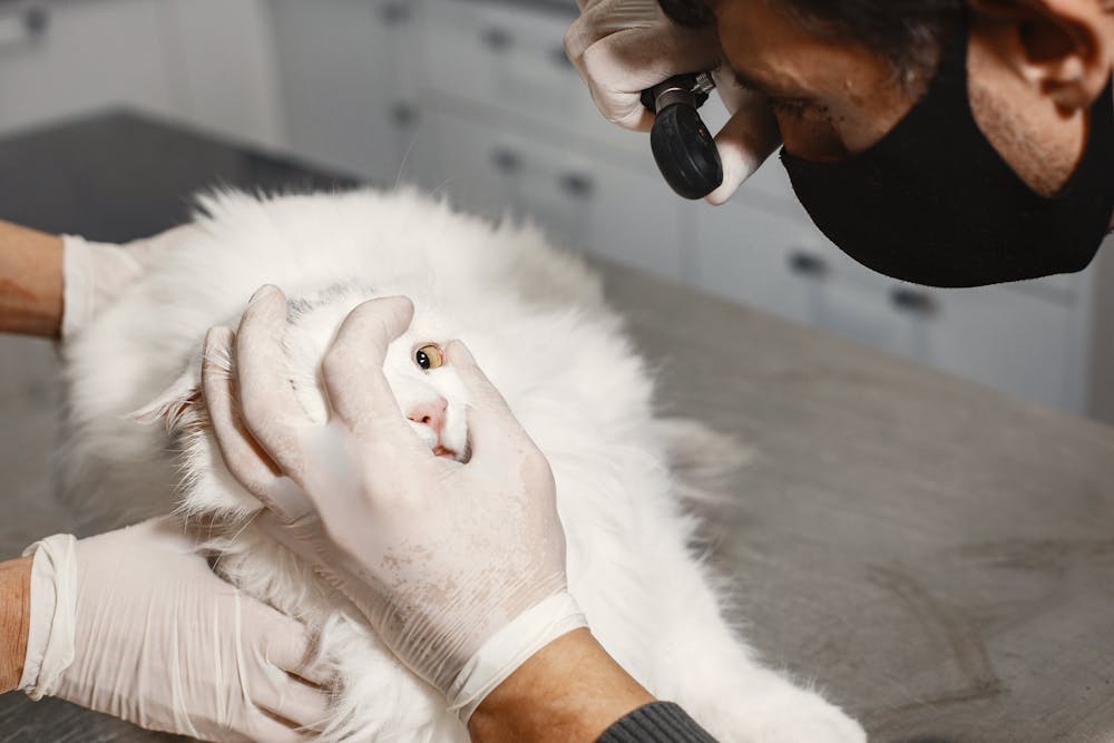 Galería Veterinaria Fernando Losada