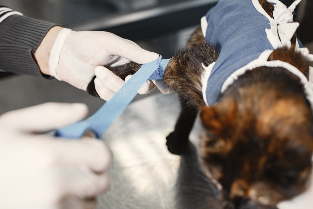 Galería Veterinaria Fernando Losada