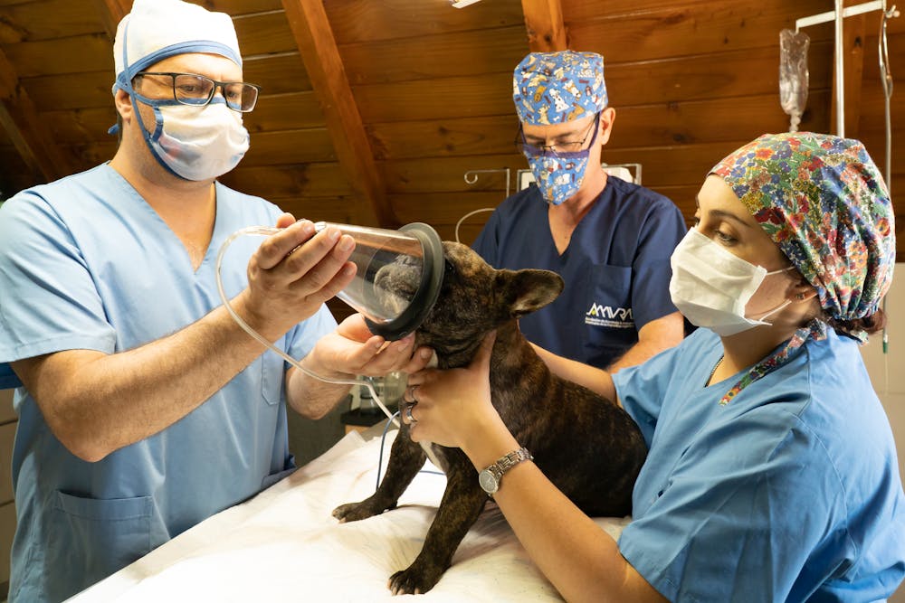 Galería Veterinaria Fernando Losada