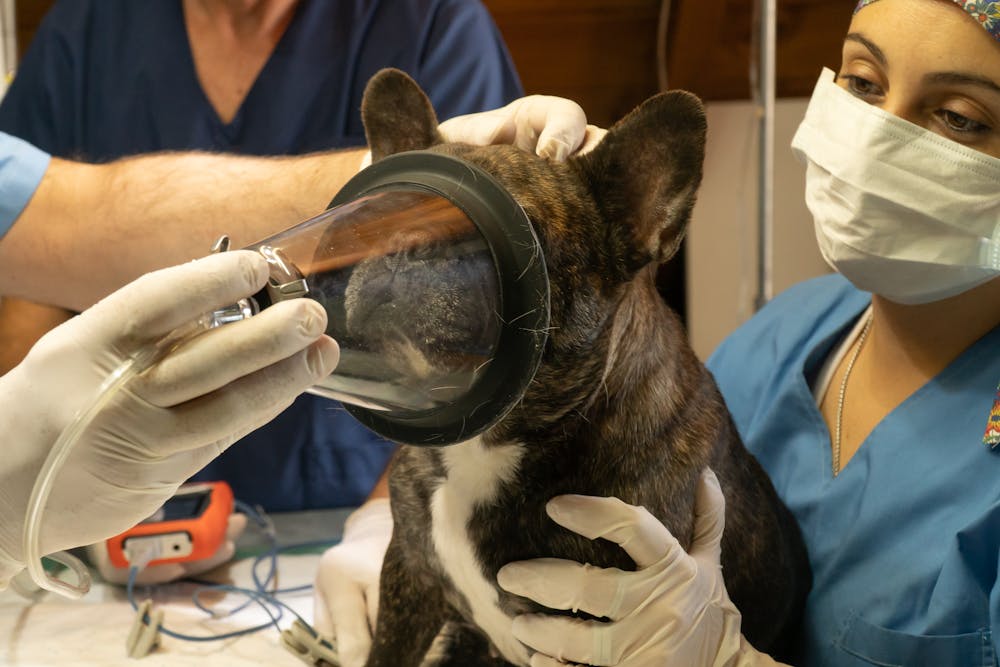 Galería Veterinaria Fernando Losada