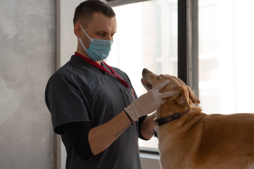 Galería Veterinaria Fernando Losada