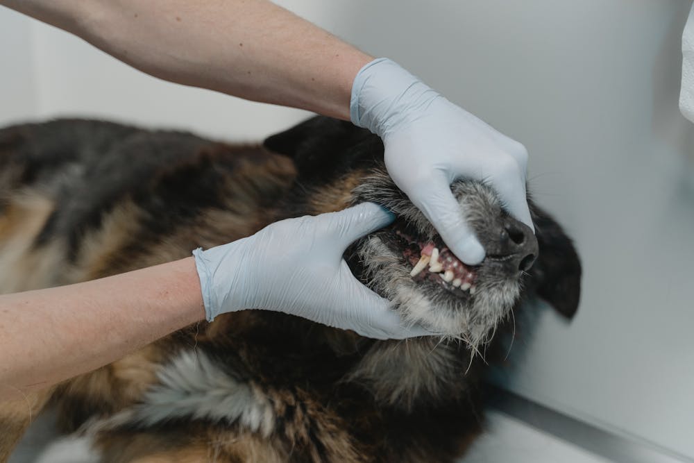Galería Veterinaria Fernando Losada