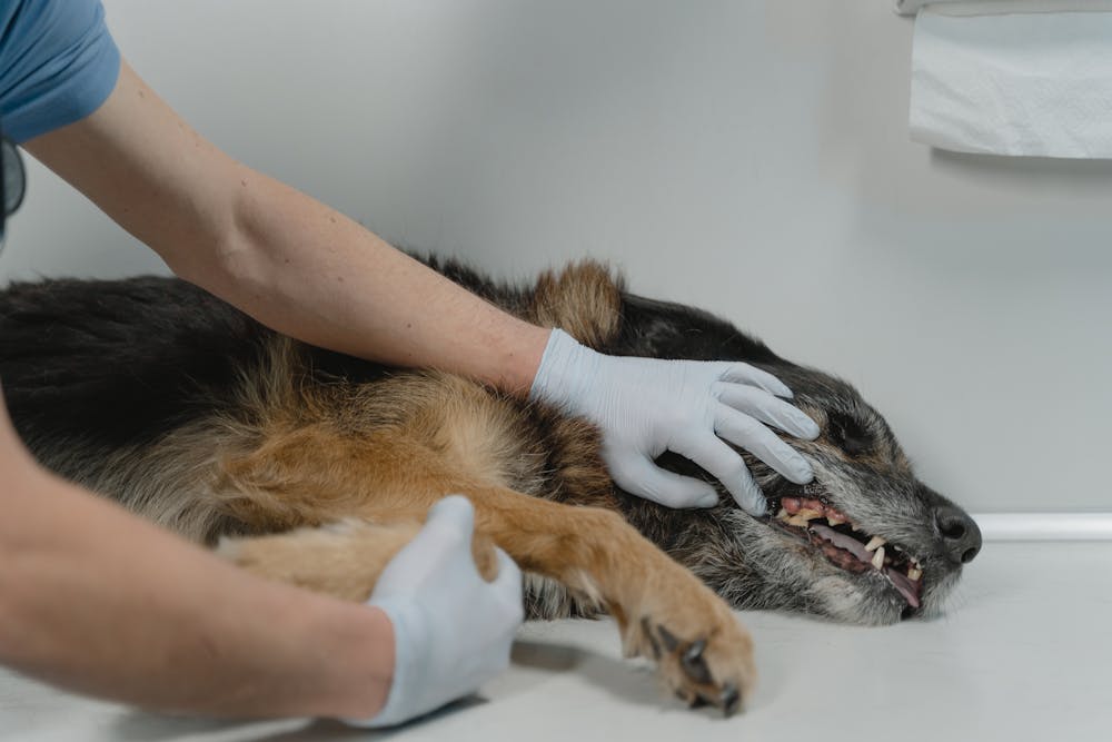 Galería Veterinaria Fernando Losada