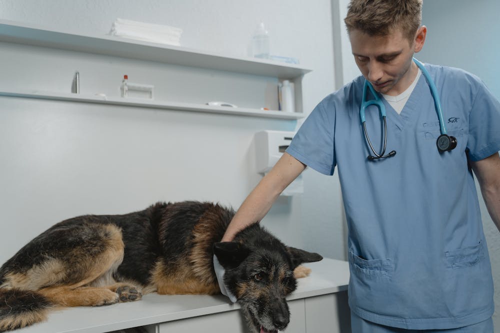 Galería Veterinaria Fernando Losada