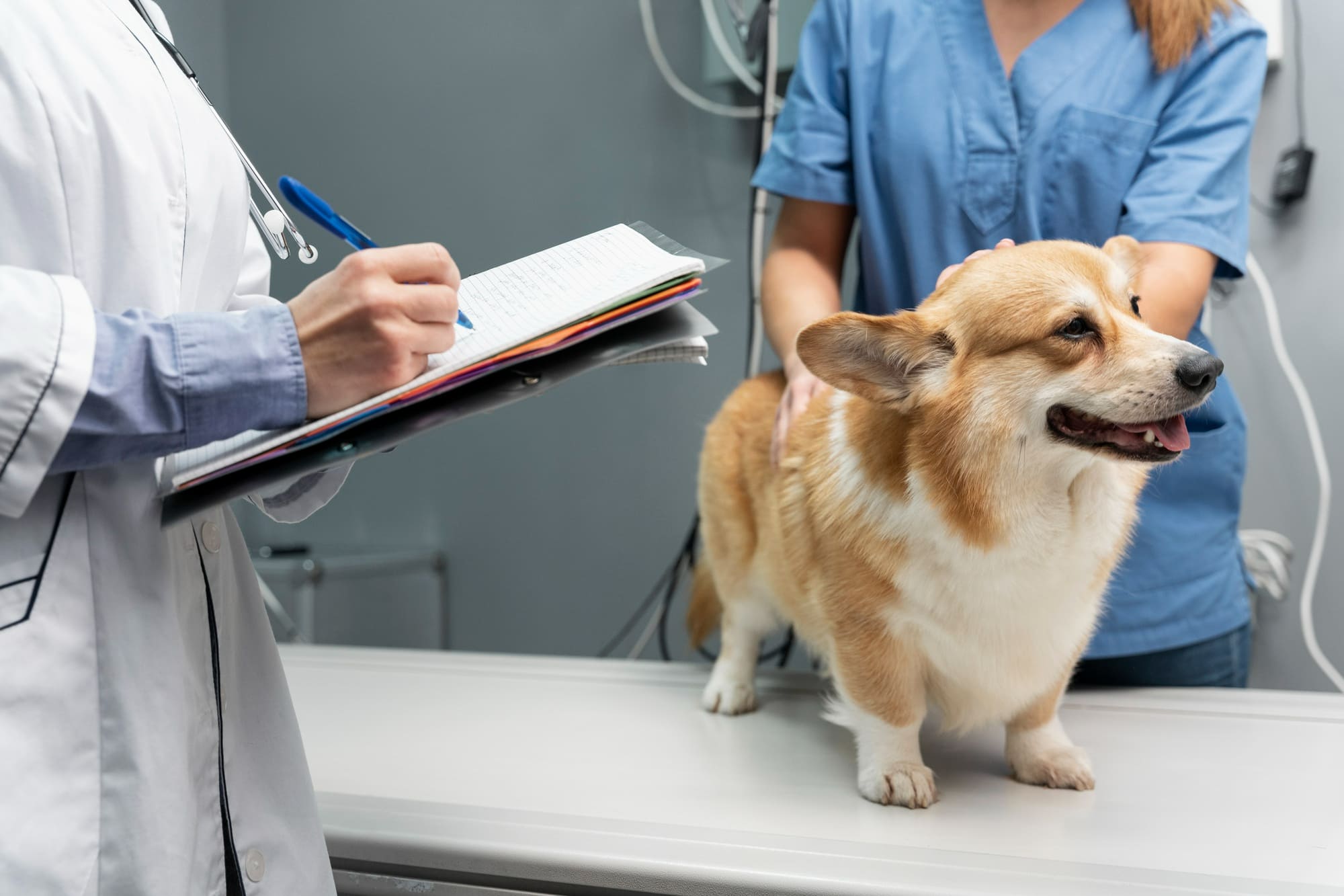 Veterinaria Fernando Losada Cali