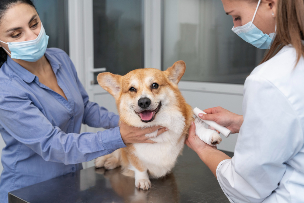 Servicios Veterinaria Fernando Losada