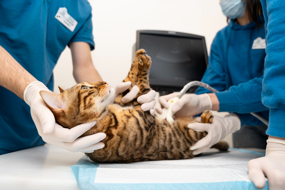 Servicios Veterinaria Fernando Losada