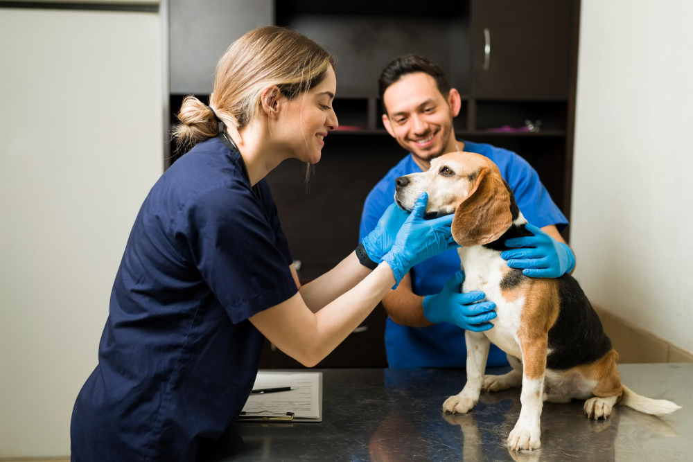 Servicios Veterinaria Fernando Losada
