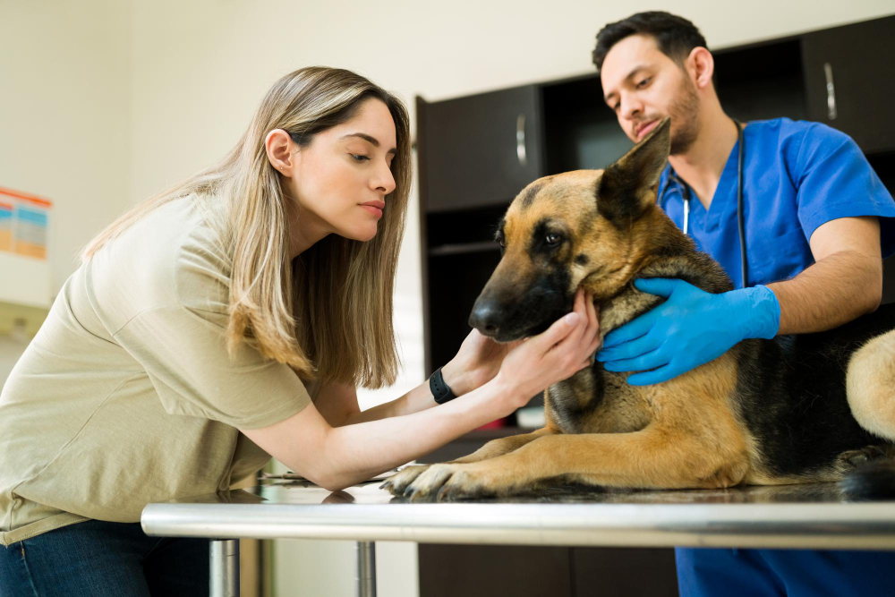 Servicios Veterinaria Fernando Losada